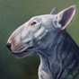 Bull terrier  -  Ellie Schrotenboer